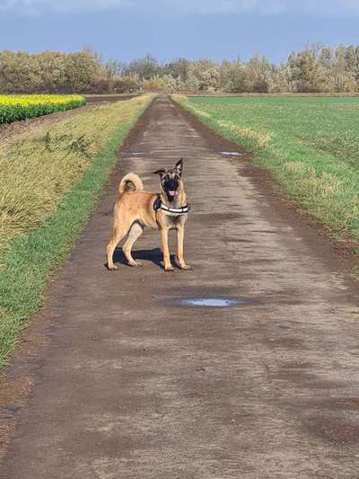 Zeigt mir eure Schäferhund Mischlinge :-)-Beitrag-Bild