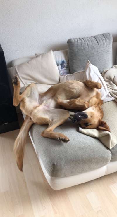 Zeige das lustigste Bild eures Hundis-Beitrag-Bild