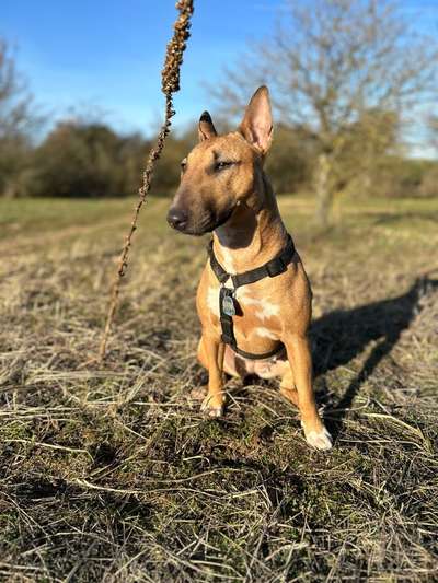 Miniatur Bull Terrier-Beitrag-Bild