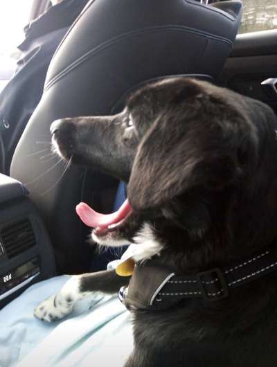 Dogorama Photo Challenge - Dein Hund beim Gähnen-Beitrag-Bild