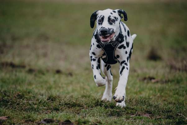 Hundetreffen-Spiel- und/oder Gassirunde-Bild