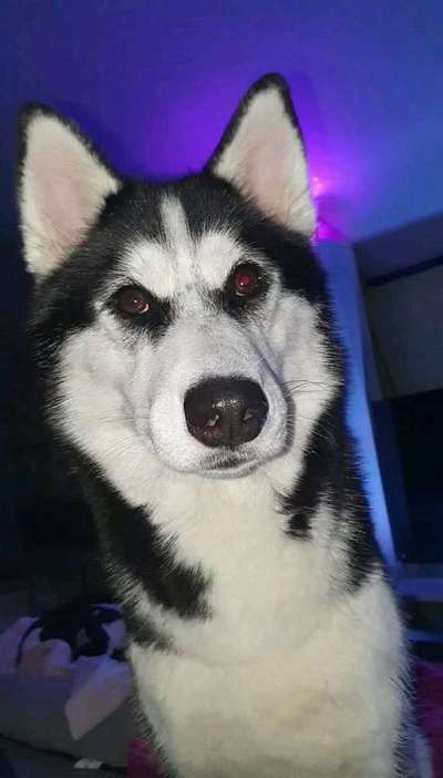 Husky!!!-Beitrag-Bild