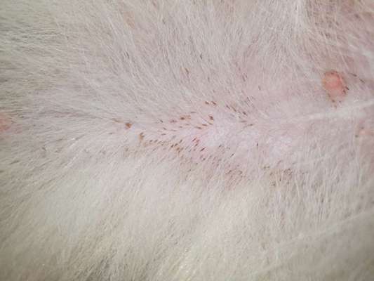 Haarausfall-Beitrag-Bild