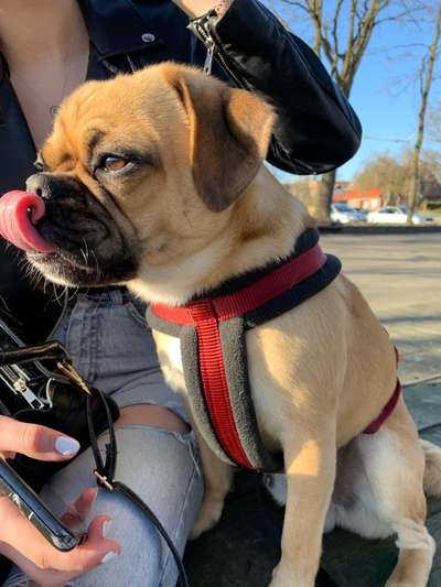 Lustigsten Grimassen von euren Hunden-Beitrag-Bild