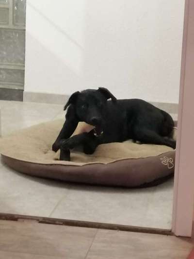 Wo habt ihr eure Hunde her ?-Beitrag-Bild