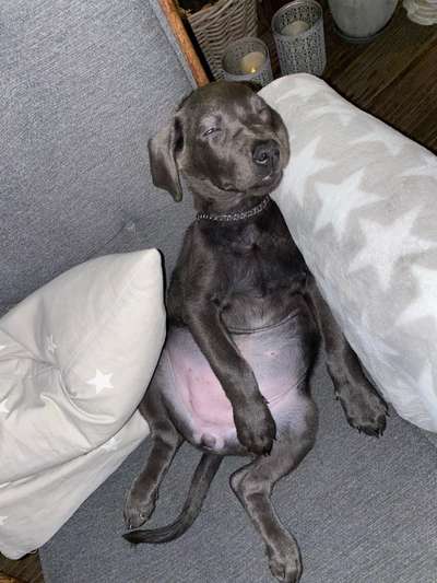 Zeige das lustigste Bild eures Hundis-Beitrag-Bild