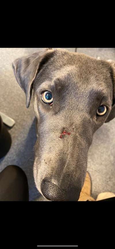 Kleiner Hund attackiert großen Hund-Beitrag-Bild