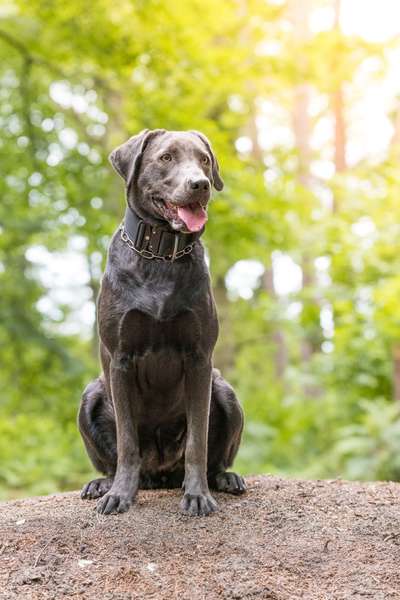 Hundetreffen-Junghundtreffen-Bild