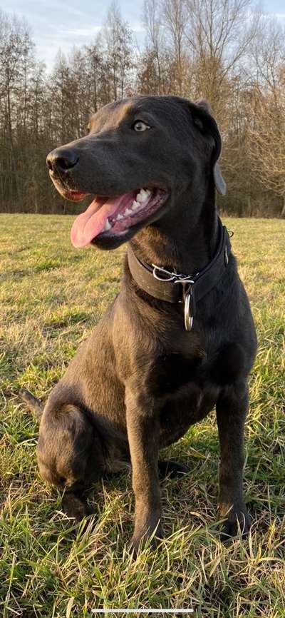 Labradorfans-Beitrag-Bild