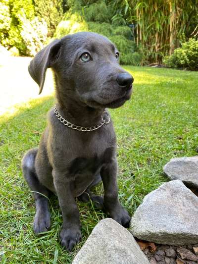 Welpen Bilder !-Beitrag-Bild