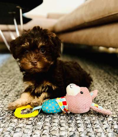 Welpen Bilder !-Beitrag-Bild