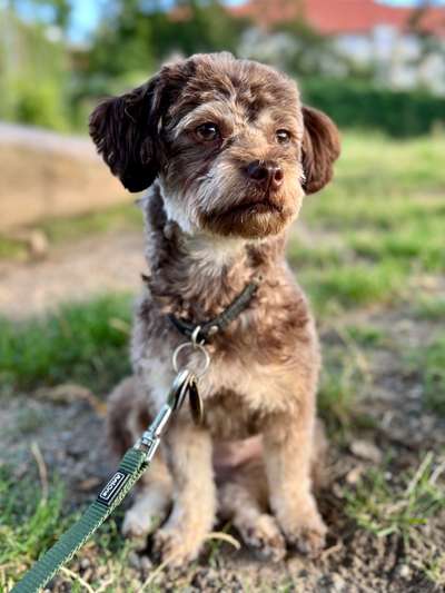 Welpen Bilder !-Beitrag-Bild