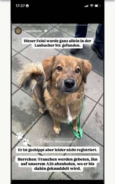 Entlaufene, Gefundene und Vermisste Hunde-Beitrag-Bild
