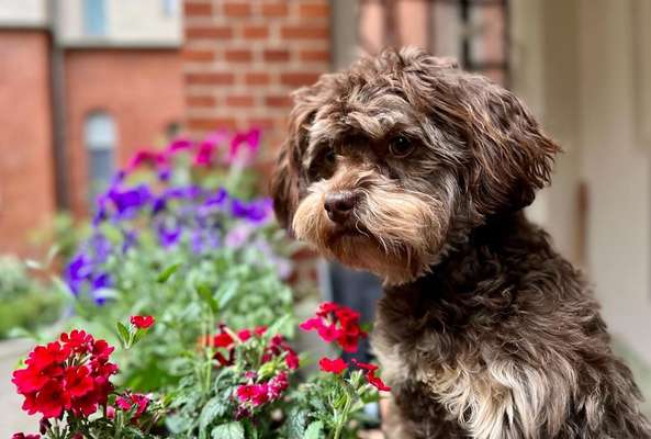 bolonka zwetna 😁-Beitrag-Bild