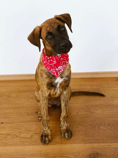 Die Dogorama Kalender Challenge 4/4-Beitrag-Bild