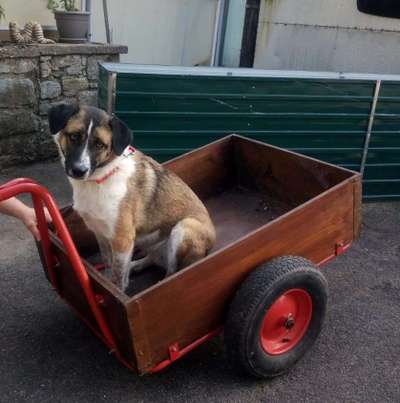 Mischlingshunde Foto Aufruf-Beitrag-Bild