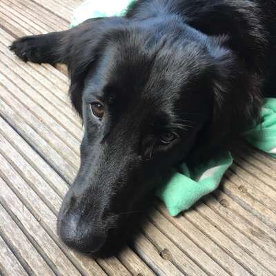 Hundetreffen-Spielrunde in MG-Bild