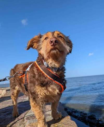 149. Foto Challenge: Wer ist hier der Boss!-Beitrag-Bild