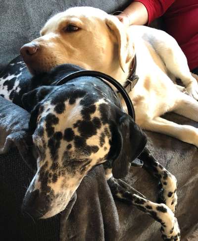 Bester Freund, Hundekumpel - zeigt her!-Beitrag-Bild