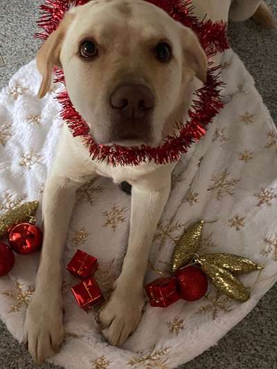 Labradorfans-Beitrag-Bild