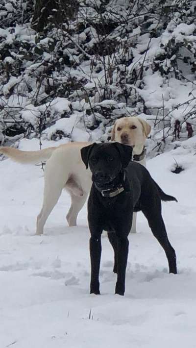 Die Dogorama Kalender Challenge Titelbild-Beitrag-Bild