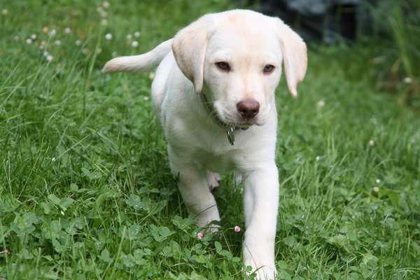 Welpen Bilder !-Beitrag-Bild