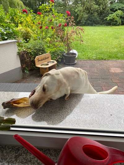 Labradorfans-Beitrag-Bild