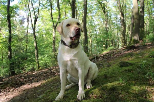 Labradorfans-Beitrag-Bild