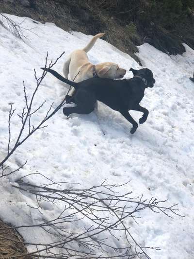 Bester Freund, Hundekumpel - zeigt her!-Beitrag-Bild