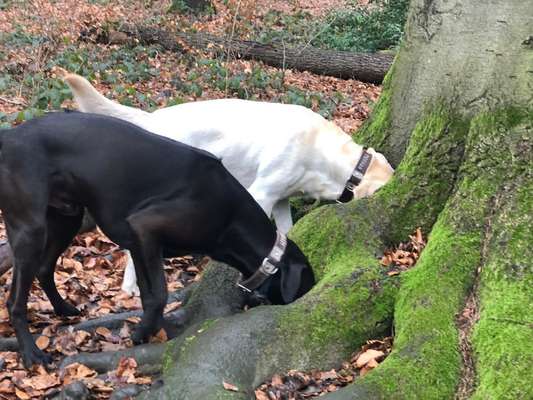 Bester Freund, Hundekumpel - zeigt her!-Beitrag-Bild