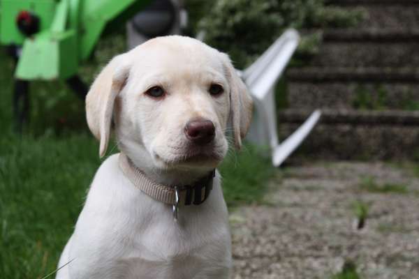 Welpen Bilder !-Beitrag-Bild