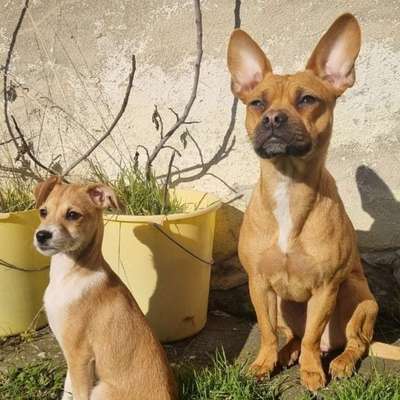 Hundetreffen-Gassi und Spielen, Natur geniessen