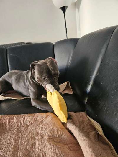 Hundetreffen-Listenhund Pitbull Treff Spandau-Bild