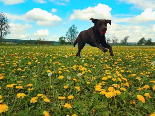 Dogorama Photo Challenge - Der Frühling kommt-Beitrag-Bild