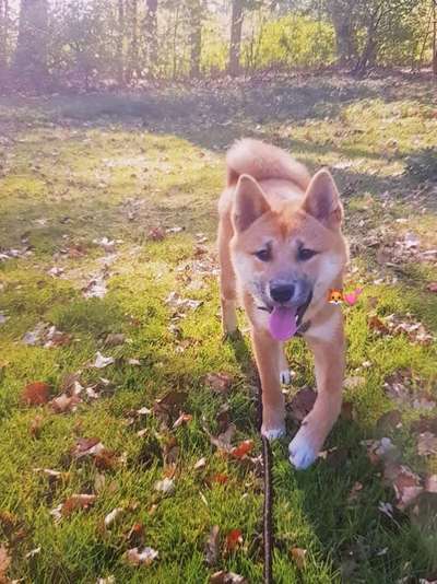 Die Dogorama Kalender Challenge Titelbild-Beitrag-Bild