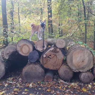 Hundetreffen-Social Walking Gelsenkirchen-Bild