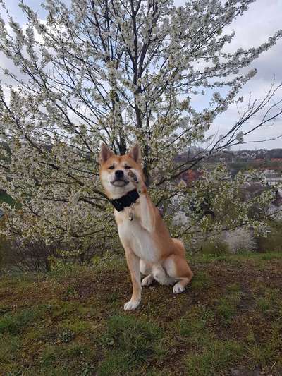 Shiba - Eltern-Beitrag-Bild