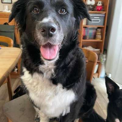 Mischlinge raten - Rätselspaß-Beitrag-Bild