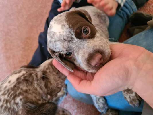 Seltene Rassen!-Beitrag-Bild