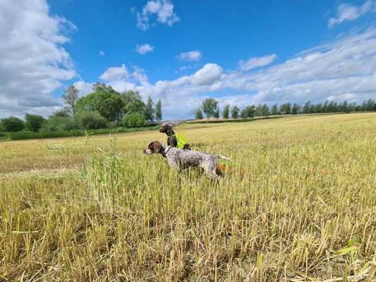 Sind hier Deutsch Kurzhaar/ Jagdhunde?-Beitrag-Bild