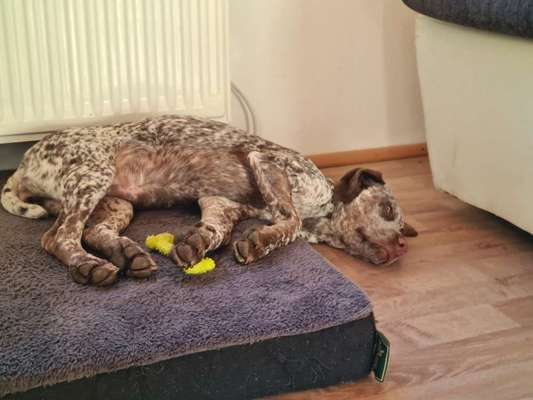 Zeigt mir die lustigsten Schlafpositionen eurer Fellnasen-Beitrag-Bild