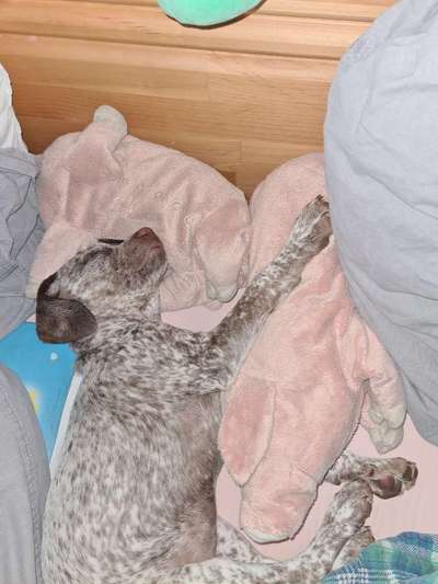 Hunde im Bett-Beitrag-Bild