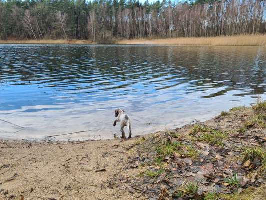 Sind hier Deutsch Kurzhaar/ Jagdhunde?-Beitrag-Bild
