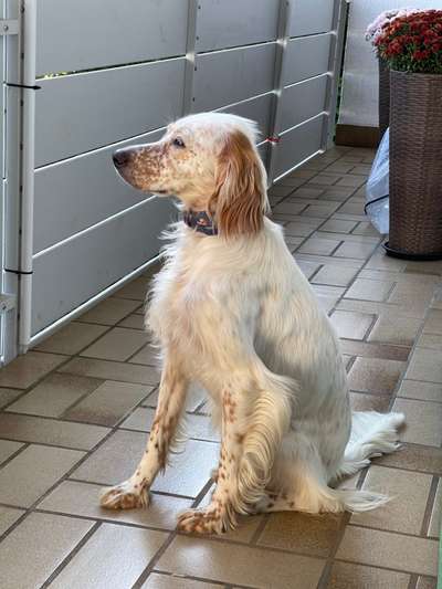 Englisch Setter?-Beitrag-Bild