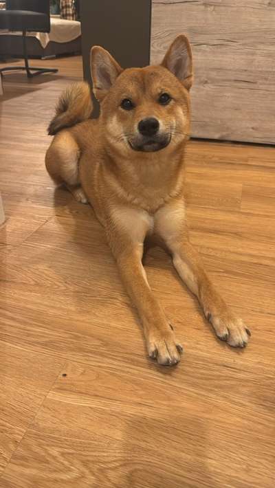 Reinrassige Hunde?-Beitrag-Bild