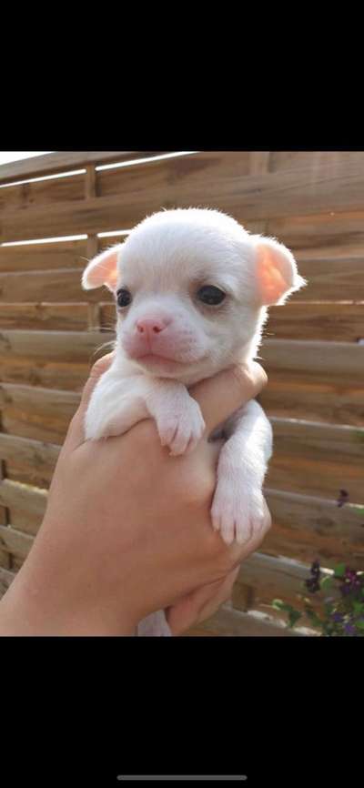 Als Welpen sind sie alle noch süßer-Beitrag-Bild