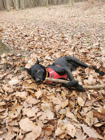 Hundetreffen-Kennlern und Lerntreffen-Bild