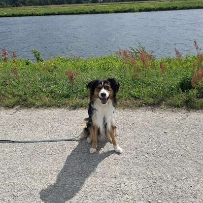 Hundetreffen-Gassi- und Trainingspartner-Bild