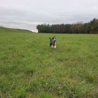 Hundetreffen-Gassi- und Trainingspartner-Bild