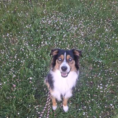 Hundetreffen-Gassi- und Trainingspartner-Bild
